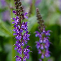 Шалфей дубравный «Майнахт» (Salvia nemorosa 'Mainacht')