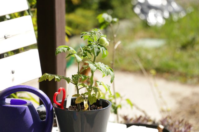 Первый помидорчик микрона созрел к середине мая — крошечный, но неожиданно вкусный. Правда, на этом энтузиазм закончился: новых кистей почти не дал, а на улице быстро сдал позиции.