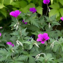 Герань садовая «Патриция» (Geranium 'Patricia')