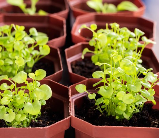 Почему не всходит лобелия и как вырастить крепкую рассаду без потерь