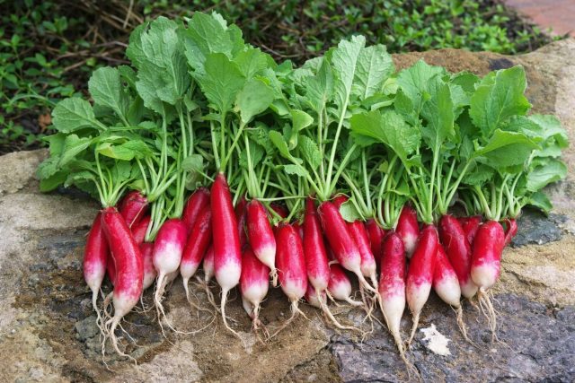 Редис «Французский завтрак» узнаётся по вытянутой форме и белому кончику: сочный, плотный, без пустот даже при колебаниях погоды. Надёжный сорт для тех, кто хочет стабильный результат без сюрпризов в ранневесенних посевах.