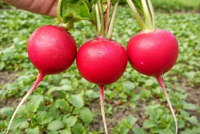 Гибрид «Сора» формирует ровные круглые корнеплоды с плотной, хрустящей мякотью без пустот. Практически не стрелкуется и стабильно держит качество даже при перепадах температуры и неидеальном поливе.