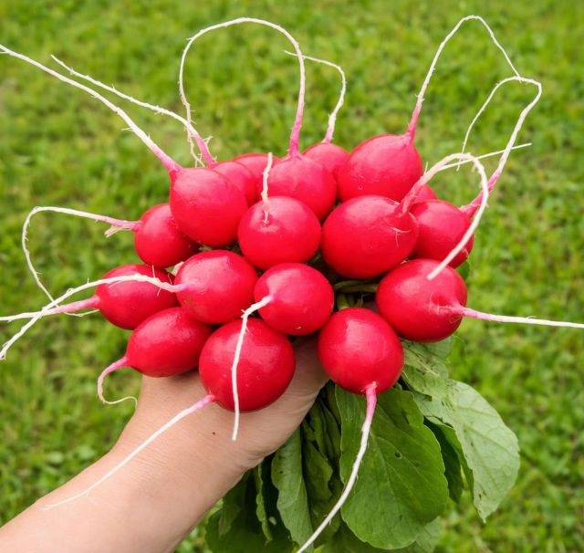 Редис «Селеста F1» сочетает скорость и качество: быстро набирает массу, формируя ровные, сочные и плотные корнеплоды. Даже при колебаниях условий сохраняет однородную структуру без рыхлости и пустот.