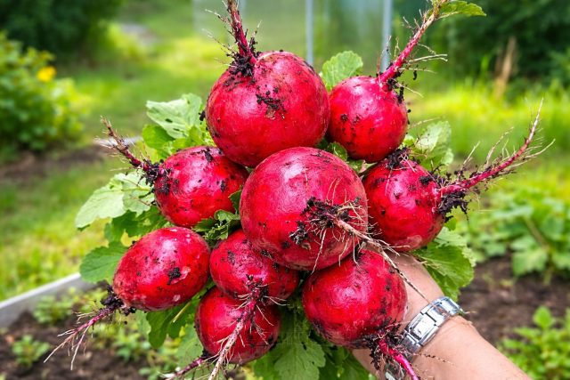 Редис «Черриэт F1» формирует корнеплоды с нежной, но плотной мякотью. Хорошо растёт в прохладе и при ранних посевах даёт стабильный урожай без пустот при регулярном поливе.