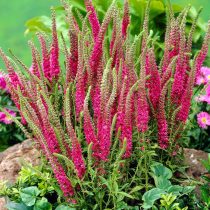 Вероника колосковая «Ред Фокс» (Veronica spicata 'Red Fox')