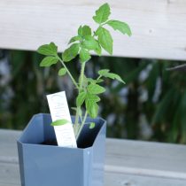 С рассадой у «Саньки Золотого» всё сразу пошло не так — слабая, тянулась и приживалась тяжело. В итоге пришлось пересевать уже прямо в грунт, чтобы хоть как-то спасти ситуацию.