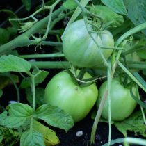 Завязи было немного — в кистях всего по паре плодов. На фоне обычного «Саньки», который уже отдавал урожай, этот заметно отставал и выглядел скромно.