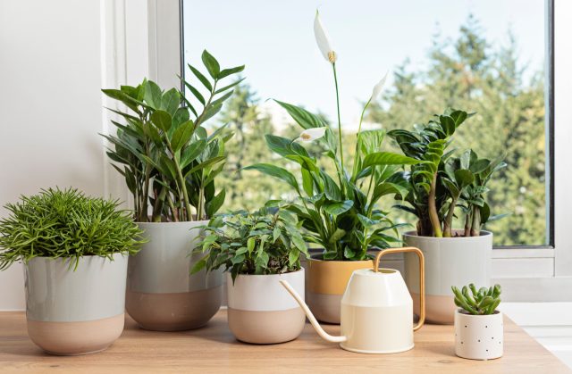 Ваши растения стоят не у того окна? Рассказываем как надо