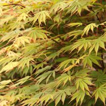 «Сенсу» (Acer palmatum x shirasawanum ‘Sensu’)