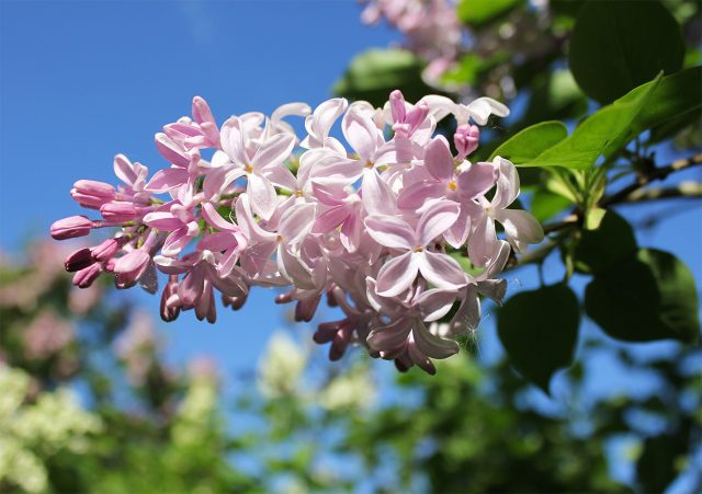 Сирень Бюффон