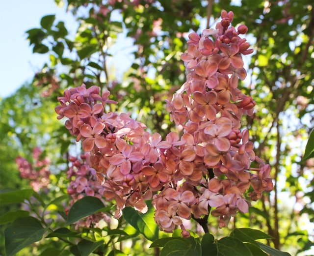 Сирень Мулатка