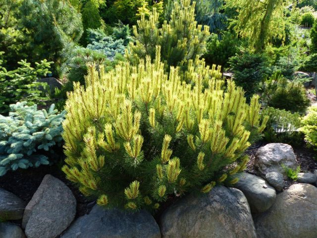 Сосна горная — лучший «командный игрок». Она шикарно сочетается с голубыми елями и стелющимися можжевельниками, создавая многослойный ландшафт. Разнообразие текстур и оттенков хвои делает такие группы декоративными 365 дней в году.