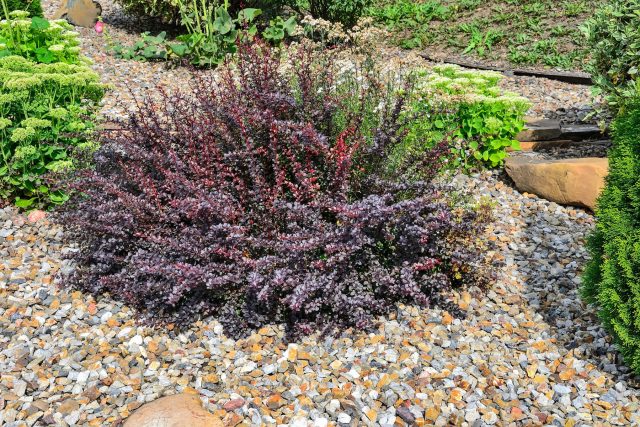 Барбарис Тунберга «Атропурпуреа Нана» (Berberis thunbergii 'Atropurpurea Nana')