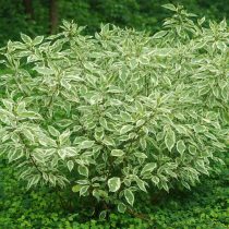 Дёрен белый «Элегантиссима» (Cornus alba 'Elegantissima')