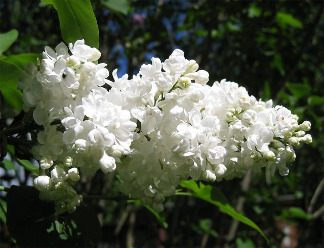 Сирень Мадам Лемуан