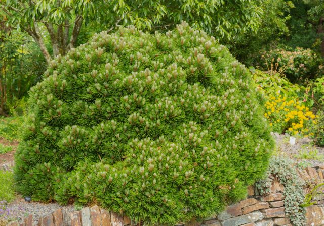 Даже «малыши» со временем заявляют о себе: этой горной сосне потребовалось более 15 лет, чтобы достичь такого объема. Помните, что через десятилетия даже компактный сорт может занять до 1,5–2 метров в диаметре, планируйте место заранее!