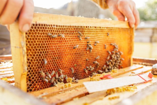 Первый осмотр — это диагностика после «стресс-теста» зимы. Важно быстро понять: есть ли матка, жив ли расплод, хватает ли корма. Лишние действия здесь вреднее бездействия — каждая минута охлаждает гнездо.