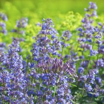Котовник «Уолкерс Лоу» (Nepeta 'Walker's Low')
