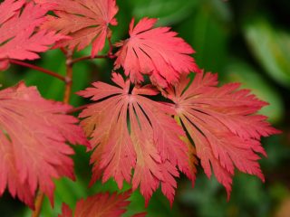 Форма «Аконитифолиум» (Acer japonicum ‘Aconitifolium’)