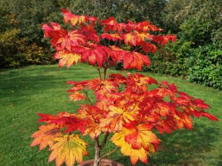 Форма «Витифолиум» (Acer japonicum ‘Vitifolium’)