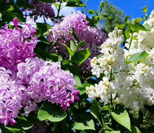 Всё, что вам нужно знать о сирени — сорта, выращивание и уход - Декоративные кустарники Всё, что вам нужно знать о сирени — лучшие сорта и выращивание