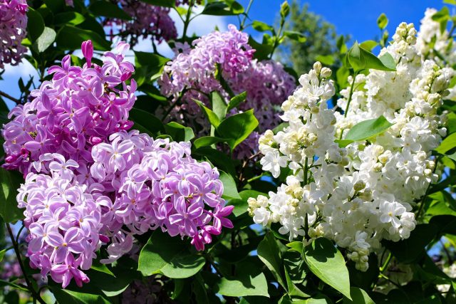 Всё, что вам нужно знать о сирени — сорта, выращивание и уход