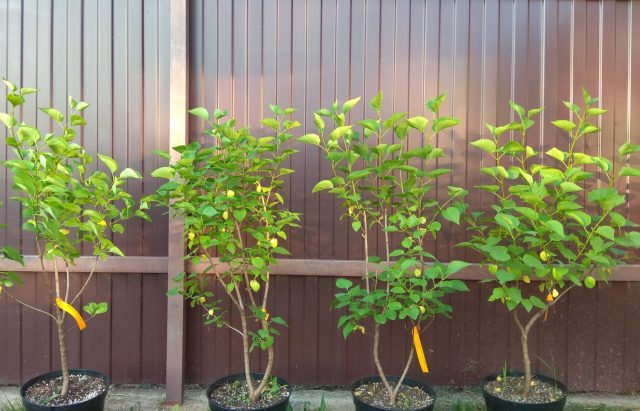 Саженец сирени