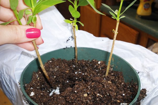 Размножение сирени