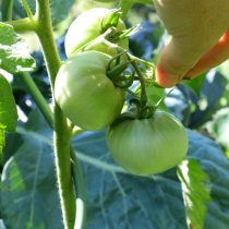 Завязывается «Янтарный мед» уверенно, кисти ровные, без пропусков. Куст вырос крепкий, примерно до полутора метров, и в целом ведёт себя спокойно, без капризов.