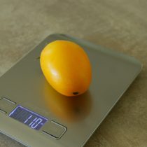 Размер держит уверенно — около 110–150 г, отдельные плоды крупнее и с необычной округлостью снизу. Формы не все одинаковые, но в целом выглядят аккуратно.