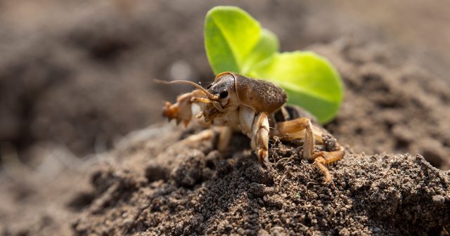 Как надёжно избавиться от медведки?