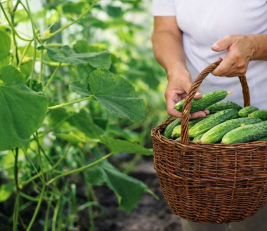 10 лучших огурцов, которые плодоносят всё лето