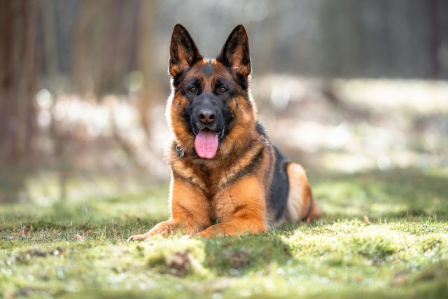 Немецкая овчарка — одна из самых универсальных пород для охраны: она быстро обучается, хорошо контролируется в работе и подходит не только для защиты, но и для жизни рядом с семьёй.