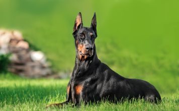 12 лучших пород собак для защиты — с ними вы будете в безопасности