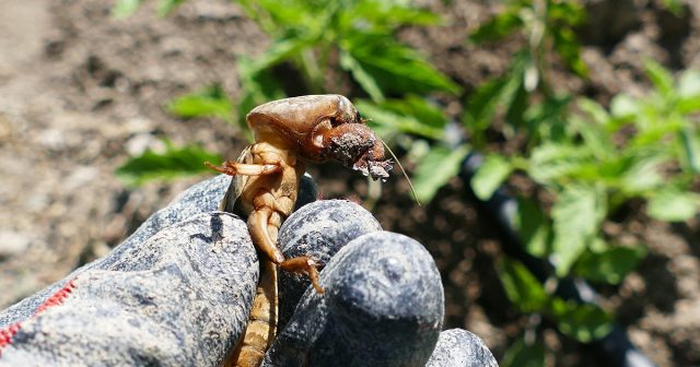 Глубокое рыхление, барьеры и перекопка не уничтожают медведку полностью, но серьёзно мешают ей добраться до растений. Эти приёмы особенно важны в период высадки рассады и формирования корневой системы.