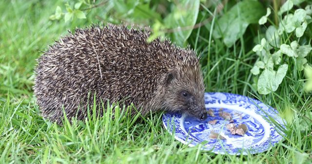 У медведки есть естественные враги — кроты, ежи и некоторые птицы. Они частично сдерживают численность вредителя, но полностью полагаться на них нельзя: их влияние ограничено и нестабильно.