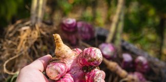 7 спорных культур для дачи: одни их обожают, другие больше не сажают