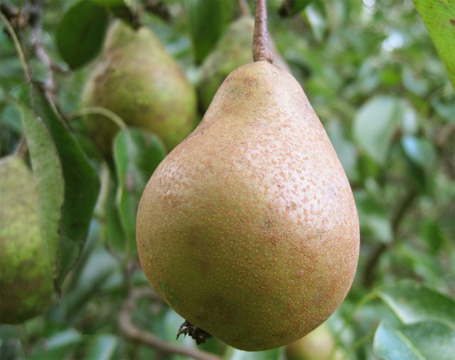 Белорусская поздняя — один из немногих поздних сортов для средней полосы, который ценят за урожайность, скороплодность и длительное хранение. Плоды сочные, кисло-сладкие, а в холоде при удачных условиях лежат почти до весны.
