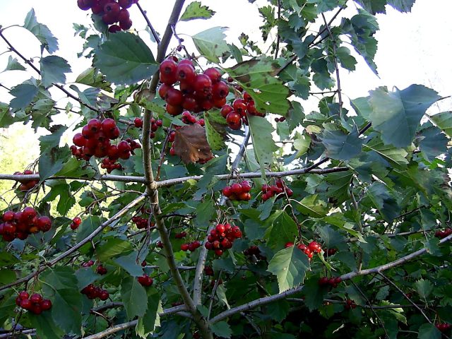 Боярышник даурский (Crataegus dahurica) Боярышник даурский (Crataegus dahurica)