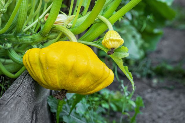 Чем патиссоны лучше кабачков: плюсы, минусы и самые вкусные сорта Чем патиссоны лучше кабачков: плюсы, минусы и самые вкусные сорта