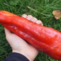 Перец гигантский Аконкагуа