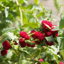 Земляничный шпинат