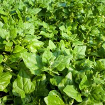 Новозеландский шпинат