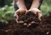 Что сделать, чтобы в почве лучше образовывался гумус