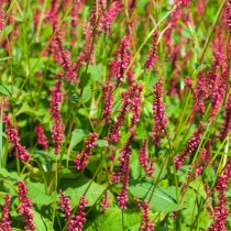 Горец стеблеобъемлющий (Bistorta amplexicaulis)