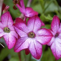 «Домино» (Nicotiana sanderae ‘Domino’) «Домино» (Nicotiana sanderae ‘Domino’)