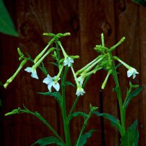 «Фрэгрант Клауд» (Nicotiana alata ‘Fragrant Cloud’) «Фрэгрант Клауд» (Nicotiana alata ‘Fragrant Cloud’)