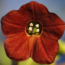 «Чоколет» (Nicotiana alata ‘Chocolate’) «Чоколет» (Nicotiana alata ‘Chocolate’)