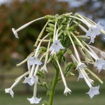 «Онли зе Лонли» (Nicotiana alata ‘Only the Lonely’) «Онли зе Лонли» (Nicotiana alata ‘Only the Lonely’)