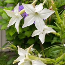 «Грандифлора» (Nicotiana alata ‘Grandiflora’) «Грандифлора» (Nicotiana alata ‘Grandiflora’)